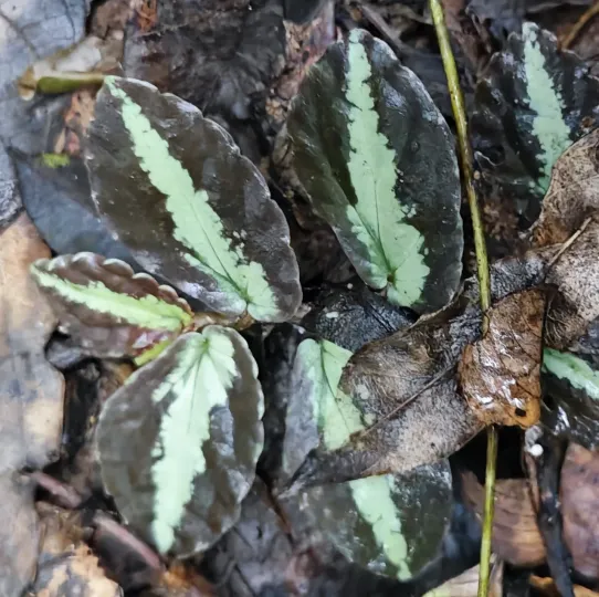 Pellionia repens