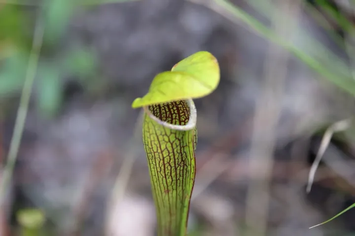 Pale trumpet pitcher plant
