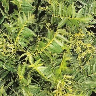 Ateleia glazioviana
