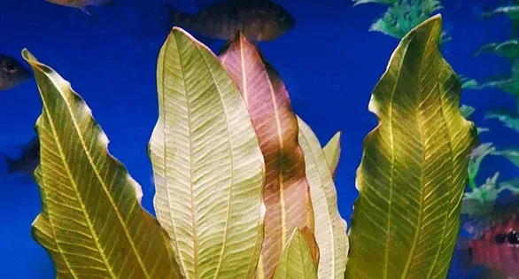Echinodorus osiris