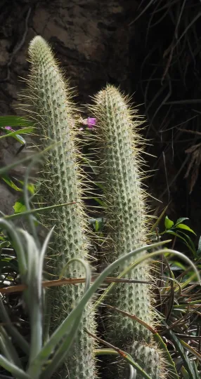 Cleistocactus baumannii
