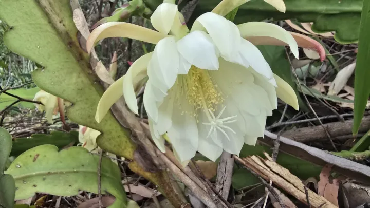 Queen of the Night cactus