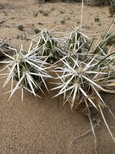 Club-like cholla