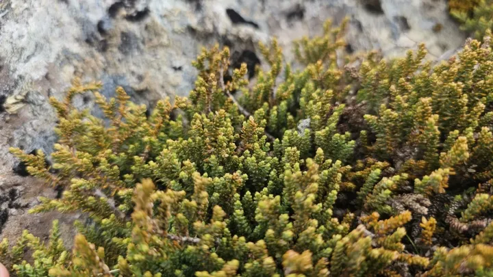 Dacrydium laxifolium