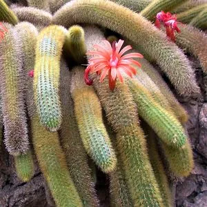 Cleistocactus winteri