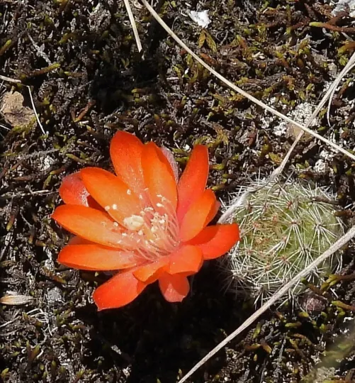 Rebutia heliosa