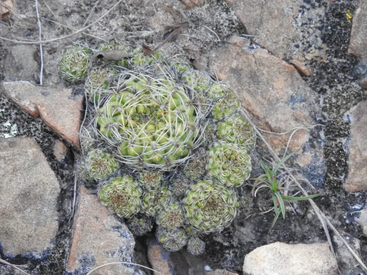 Weingartia canigueralii