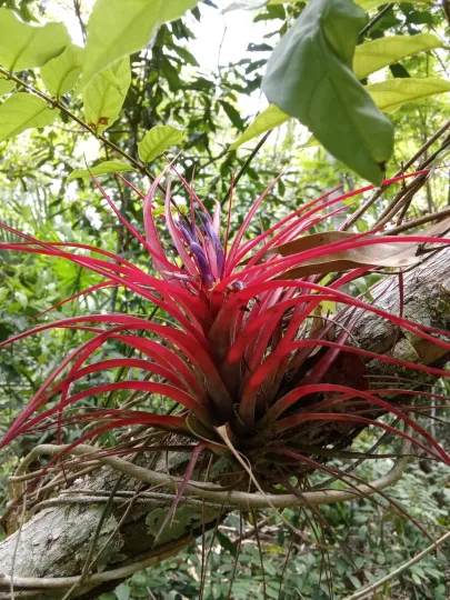 Tillandsia brachycaulos