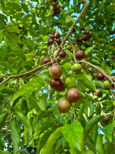 Флакуртія джангомас
