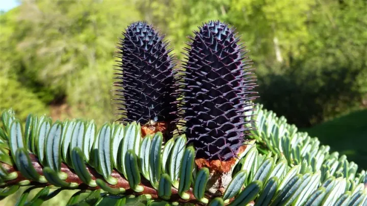 Fabri fir