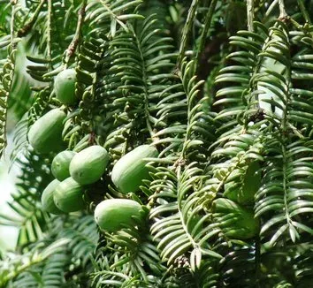 Torreya fargesii