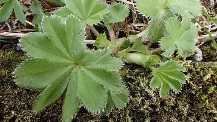 Mountain Lady's Mantle