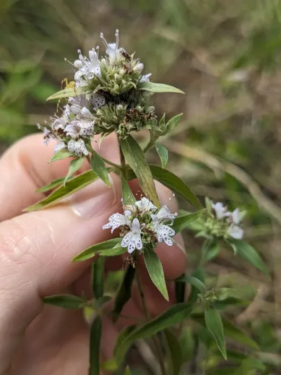Torrey's mountain mint