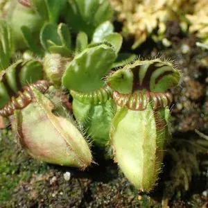 Cephalotus follicularis