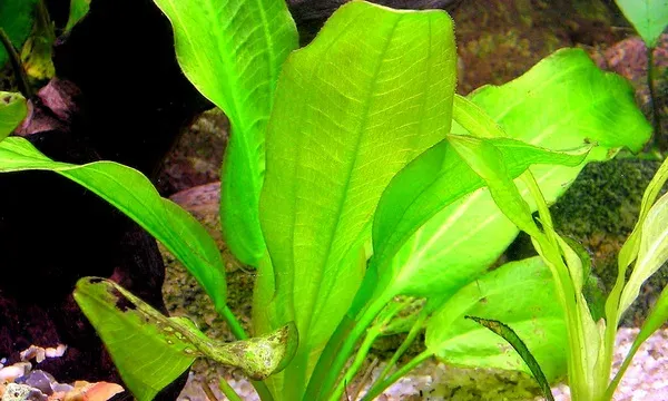Bleher's Amazon Sword