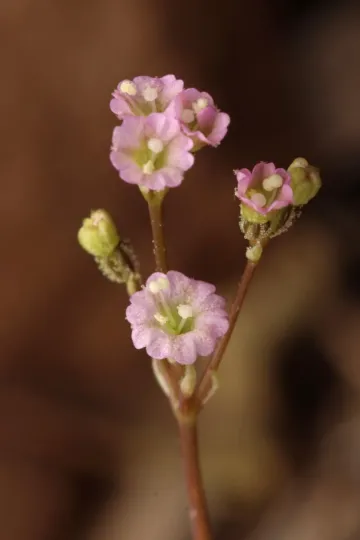 Boerhavia dominii
