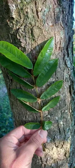 Andira fraxinifolia