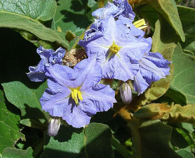 Rough-felted nightshade
