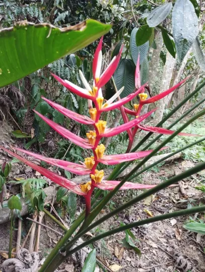 Heliconia angusta