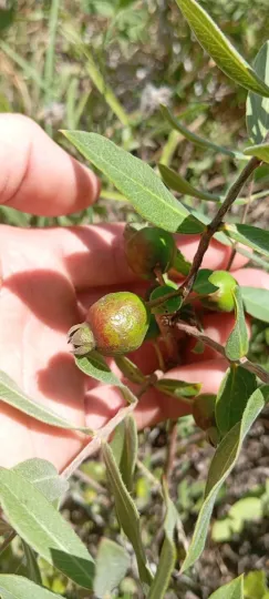 Psidium salutare