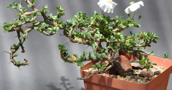 Sarcocaulon