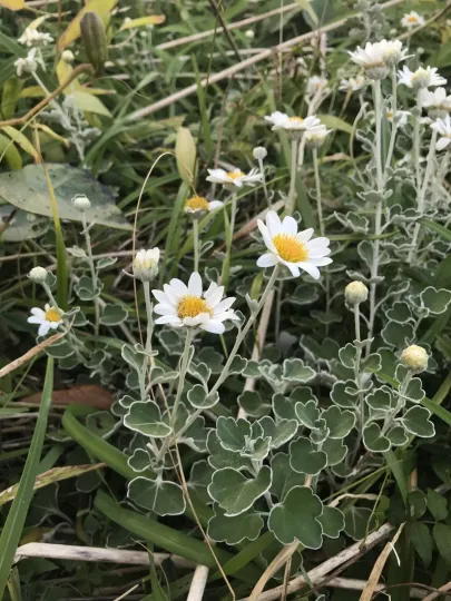 Chrysanthemum ornatum