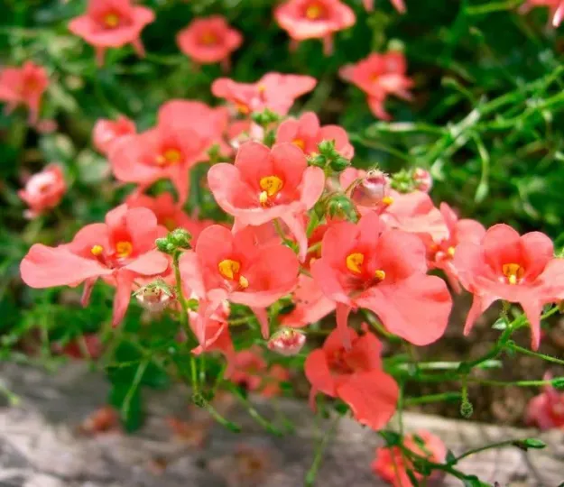 Diascia hybrids