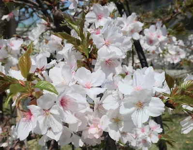 Oshima cherry