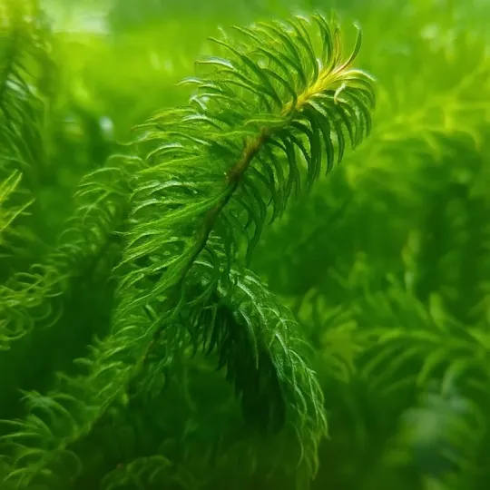 Egeria naias