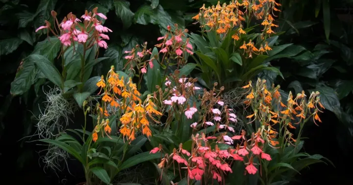 Habenaria carnea