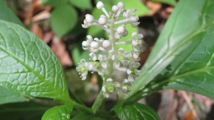 Japanese pokeweed