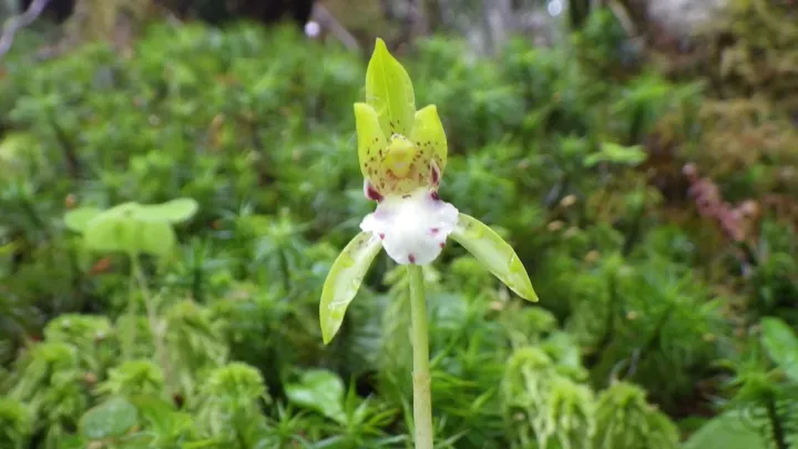 Dactylostalix ringens