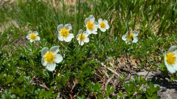 Geum pentapetalum