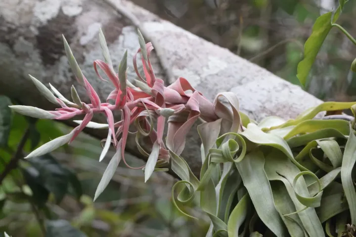 Tillandsia circinnata