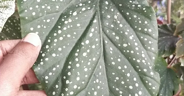 Begonia Lucerna