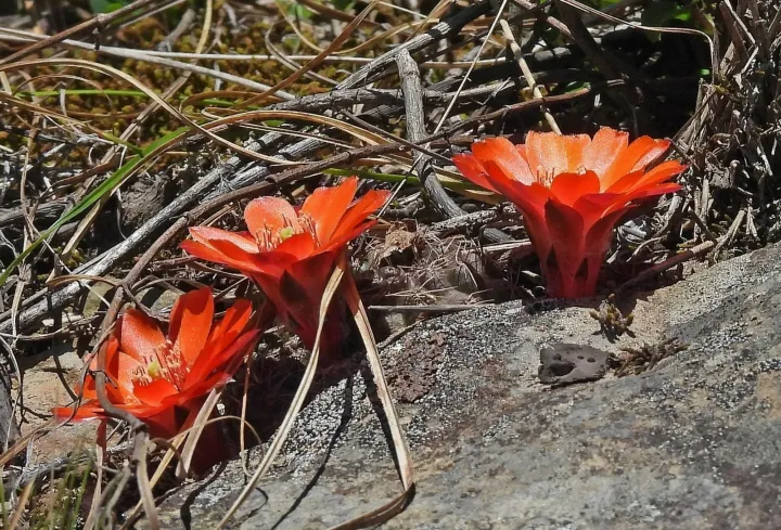 Rebutia kupperiana
