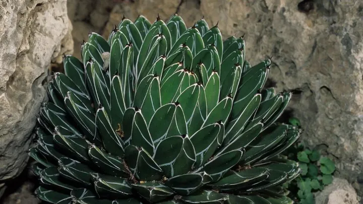 Queen Victoria agave