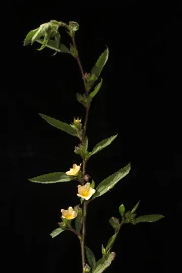 Sida hirsutissima