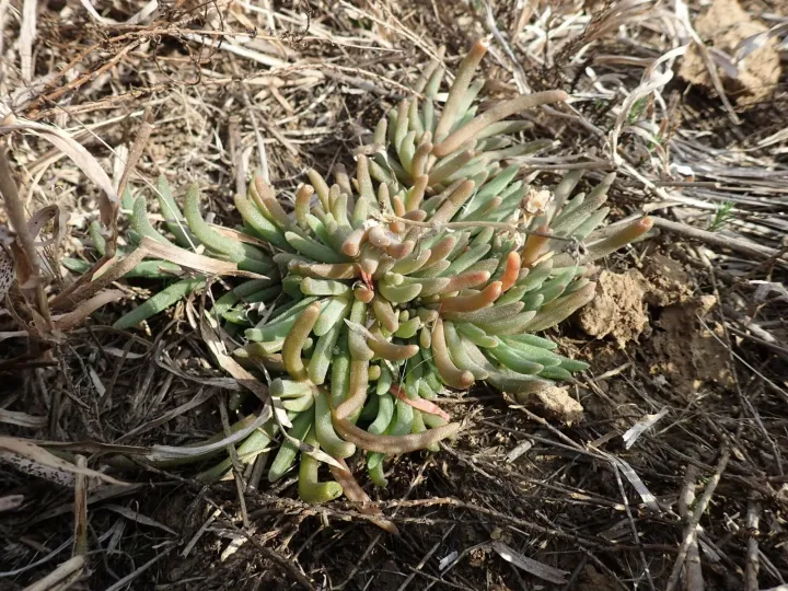 Delosperma floribundum