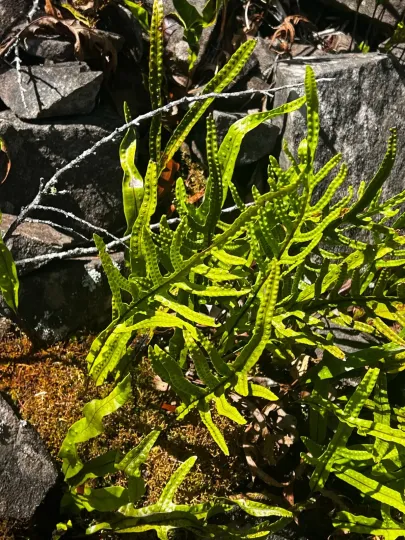 Phymatosorus diversifolius