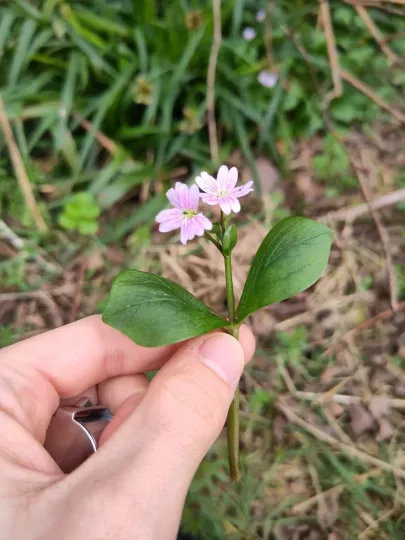 Siberian miners lettuce