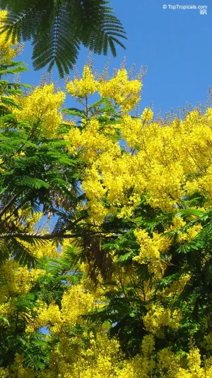 Peltophorum dubium