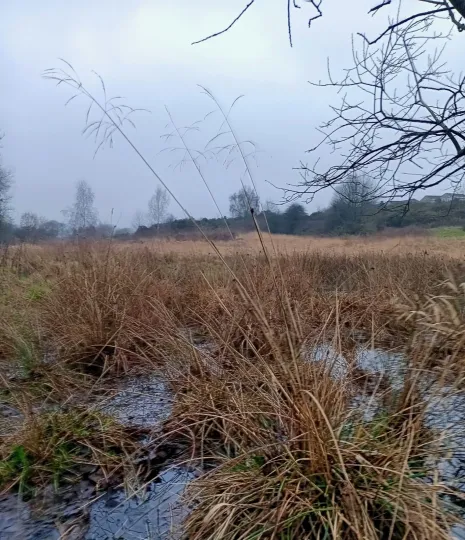 Tufted hairgrass