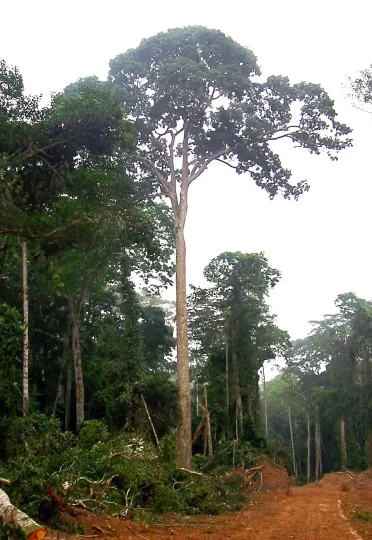 Entandrophragma candollei