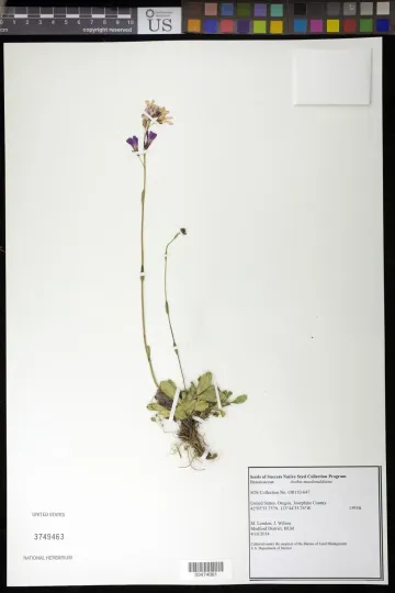 Arabis macdonaldiana