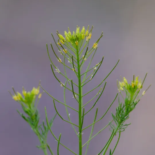 Flixweed