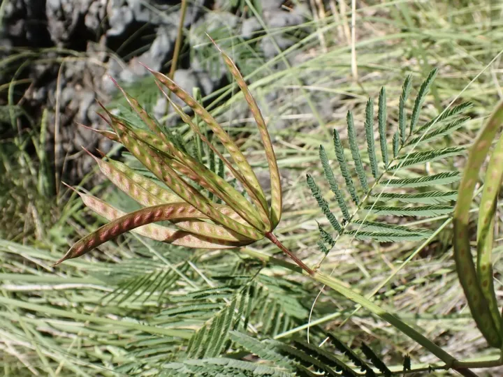 Desmanthus bicornutus