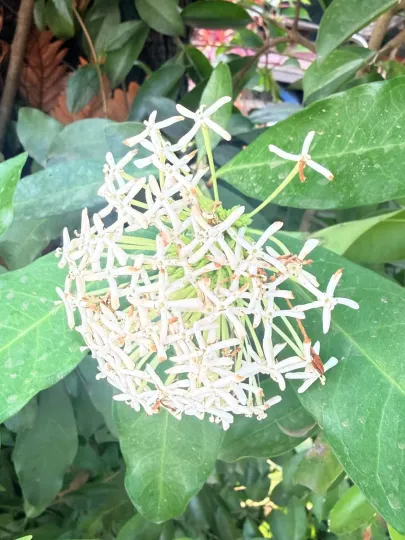 Ixora finlaysoniana