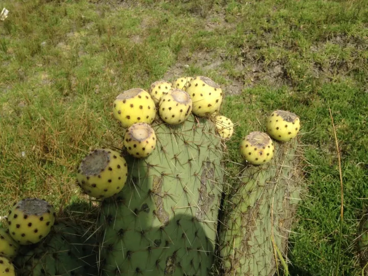 Opuntia huajuapensis