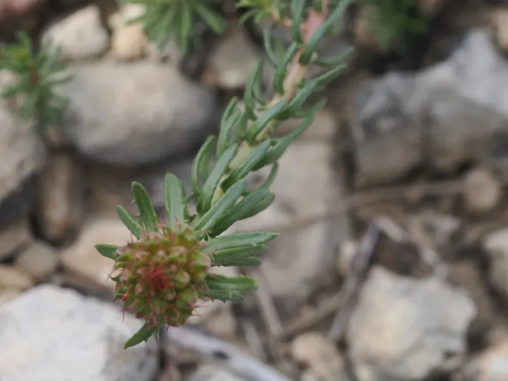 Coris monspeliensis